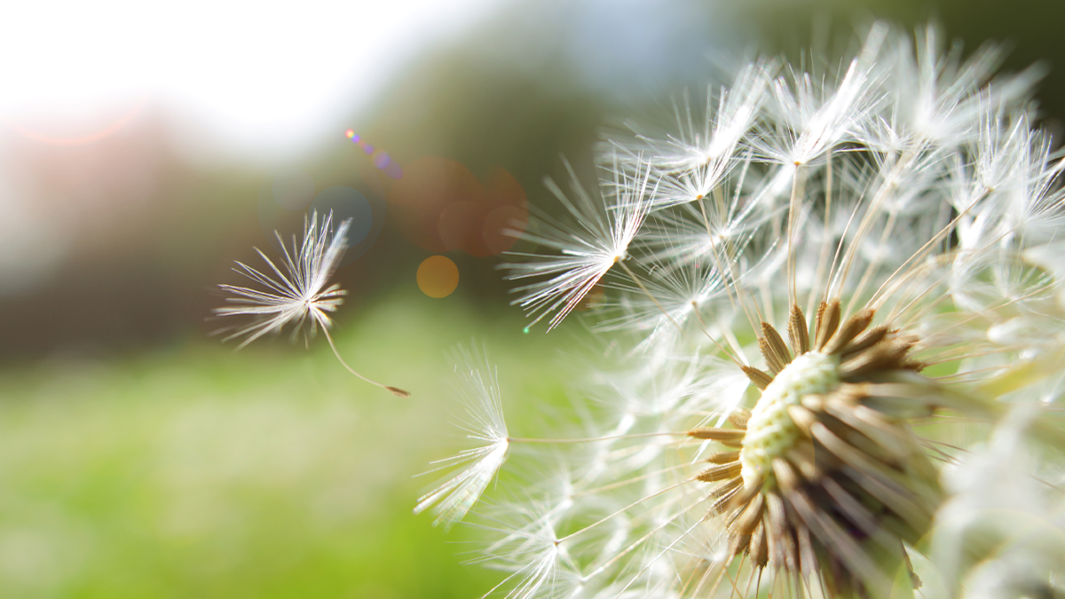 Spring Into Allergy Season