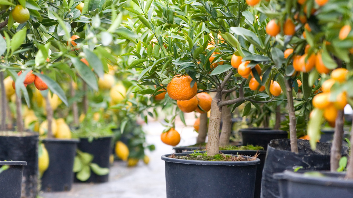 Planting Fruits | USHEALTH Group Gardening