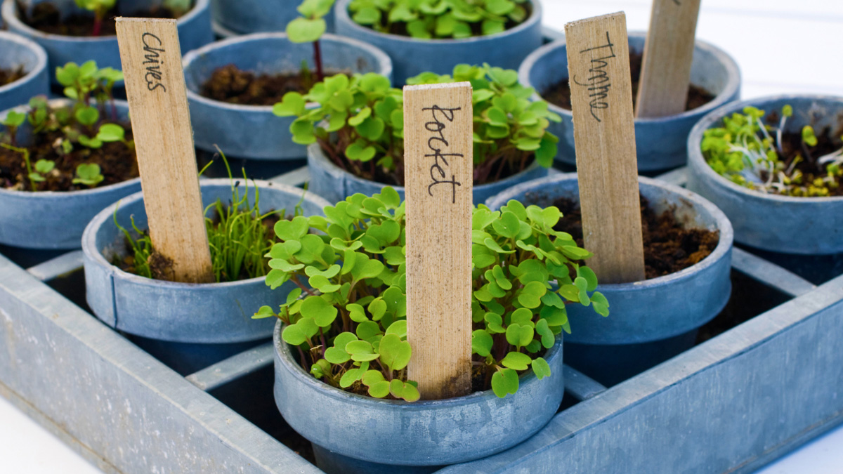Planting Herbs USHEALTH Group Gardening