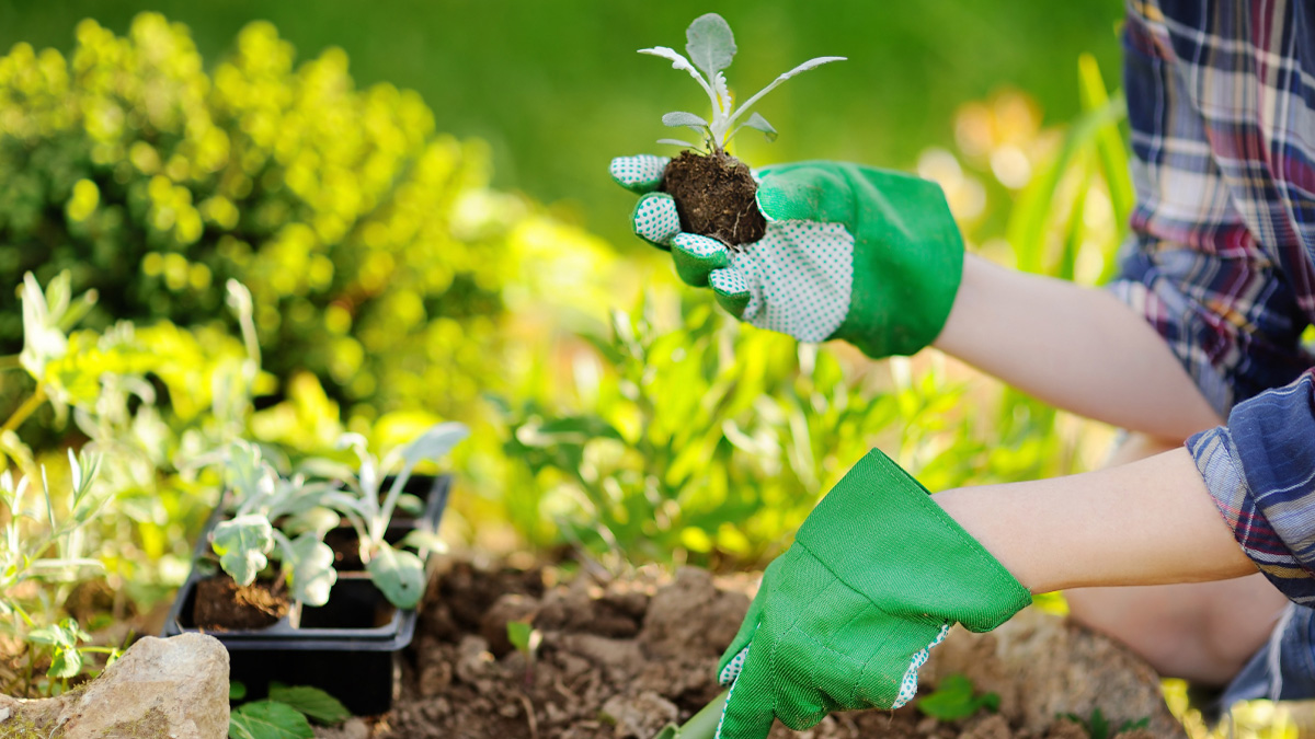 Planting Veggies USHEALTH Group Gardening