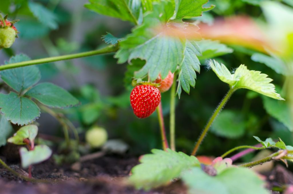 USHEALTH Group Gardening Series Fruit