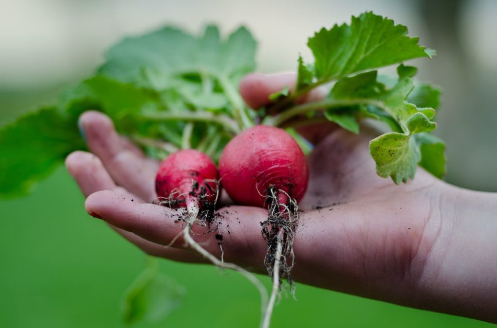 USHEALTH Group Gardening Series Vegetables